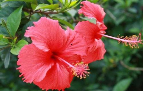 直播爆料扶桑花的视频下载,扶桑花种植技巧与养护全解析 第3张 直播爆料扶桑花的视频下载,扶桑花种植技巧与养护全解析 第3张