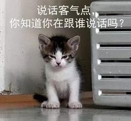 吃瓜娱乐的喵哥是谁呀,吃瓜娱乐界的神秘喵星人 第1张 吃瓜娱乐的喵哥是谁呀,吃瓜娱乐界的神秘喵星人 第1张